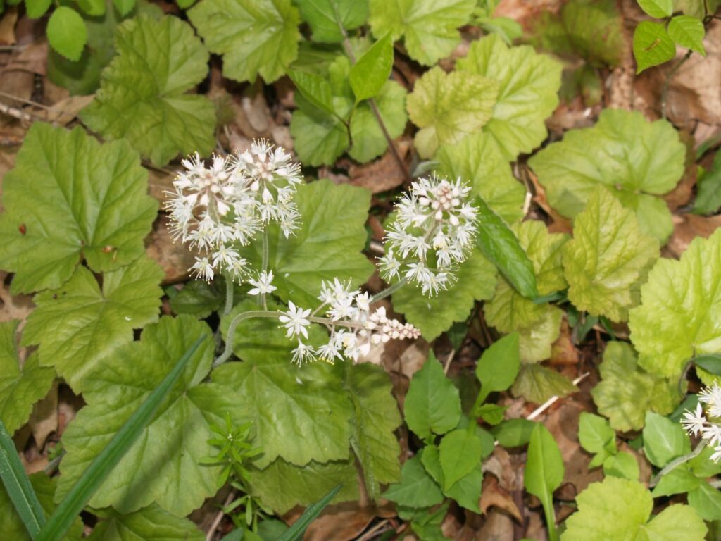 Foamflower (Tiarella cordifolia) in flower
