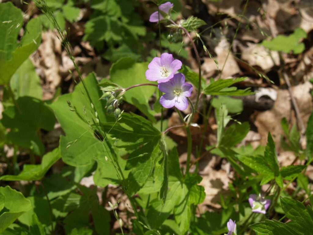 Wild Geranium (Geranium maculatum) in flower
