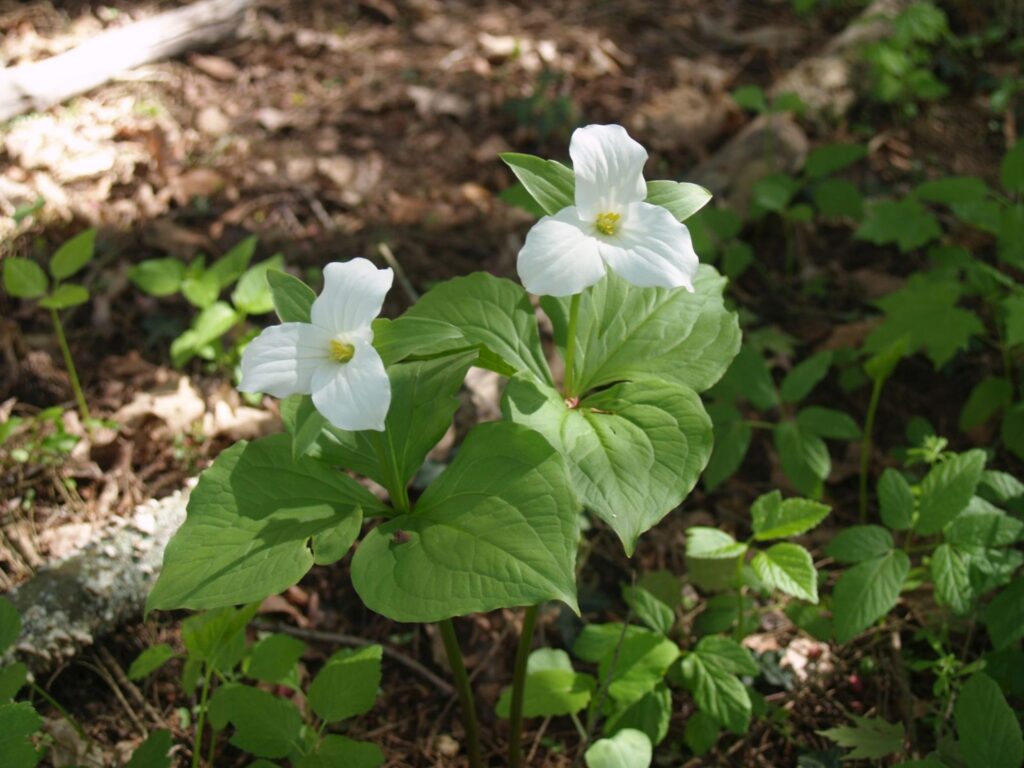 Large-flowered Trillium in the McMullen House Bed & Breakfast Gardens